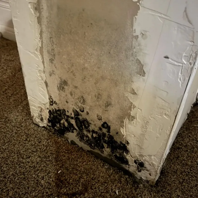 Professional Mold Removal in Marion County, OR